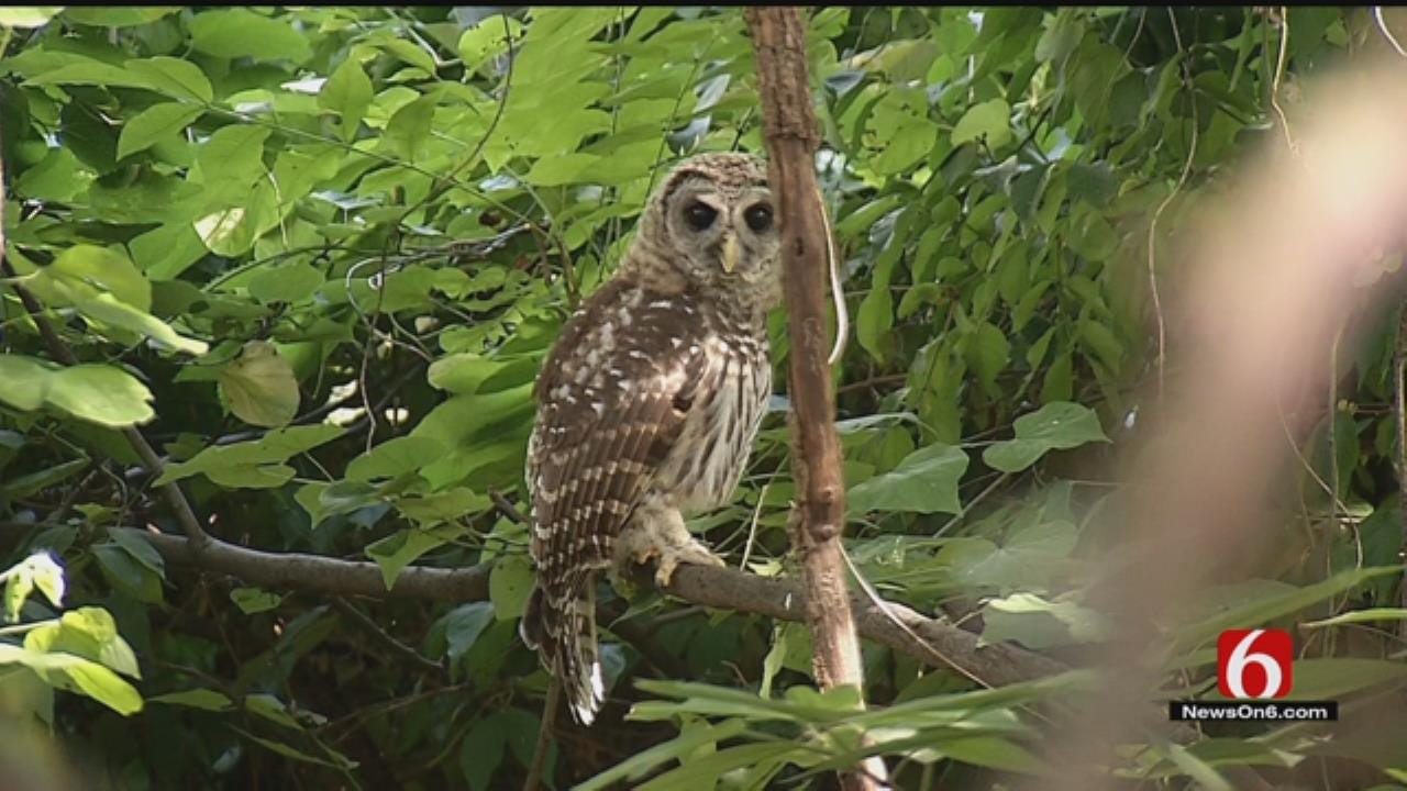 Midtown Homeowners Argue Church's Expansion Plan Puts Owls At Risk