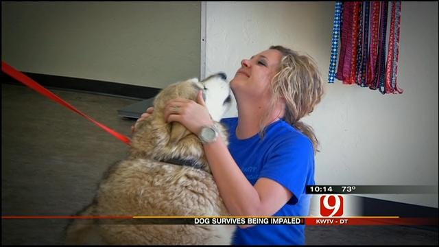 Oklahoma Tornado Miracle Dog Defies The Odds