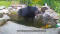 Black Bear Cools Off In Backyard Koi Pond