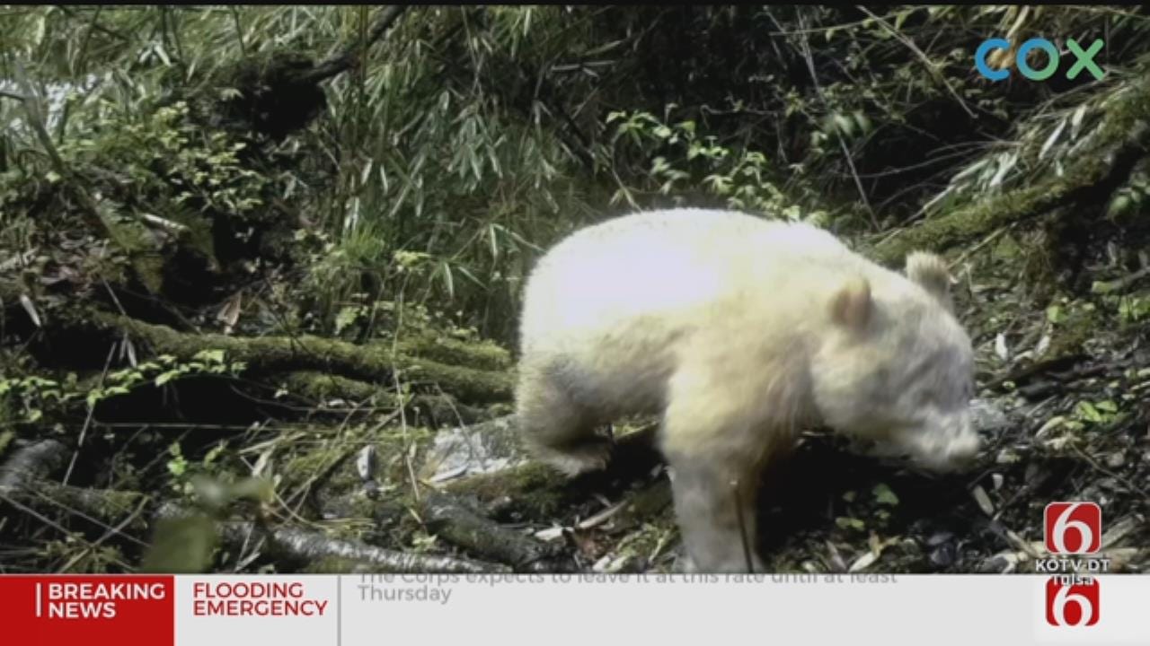 First-Ever Documented Photos Of Entirely White Albino Giant Panda Revealed