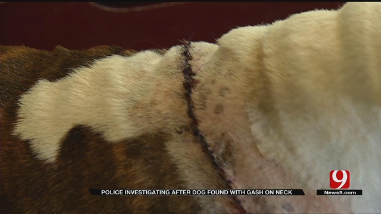 Police Investigate After Dog Suffers Disturbing Wound