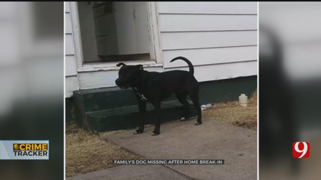 OKC Family's Dog Missing After Home Burglarized