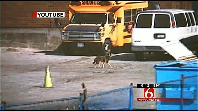 Oklahoma Residents Say Coyotes Prey On Pets, Even In Urban Areas