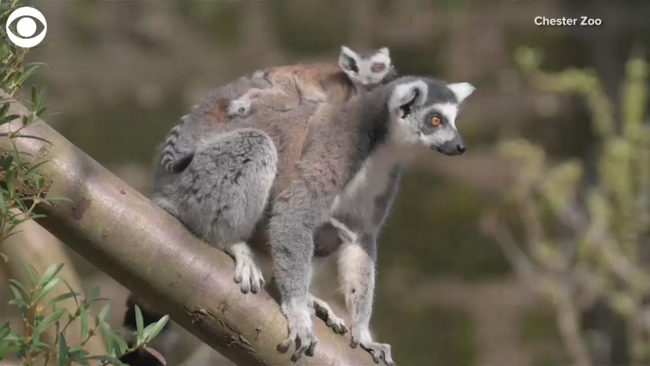 Baby Lemur Gets A Piggyback Ride