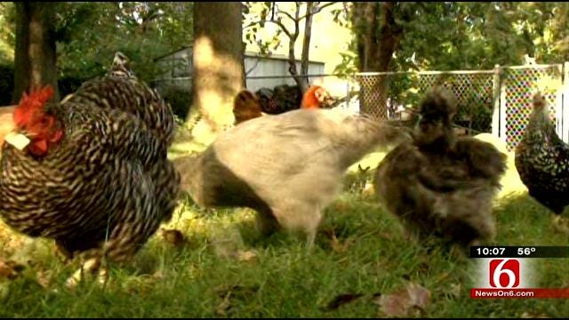 City Of Bartlesville To Consider Allowing Backyard Chicken Coops