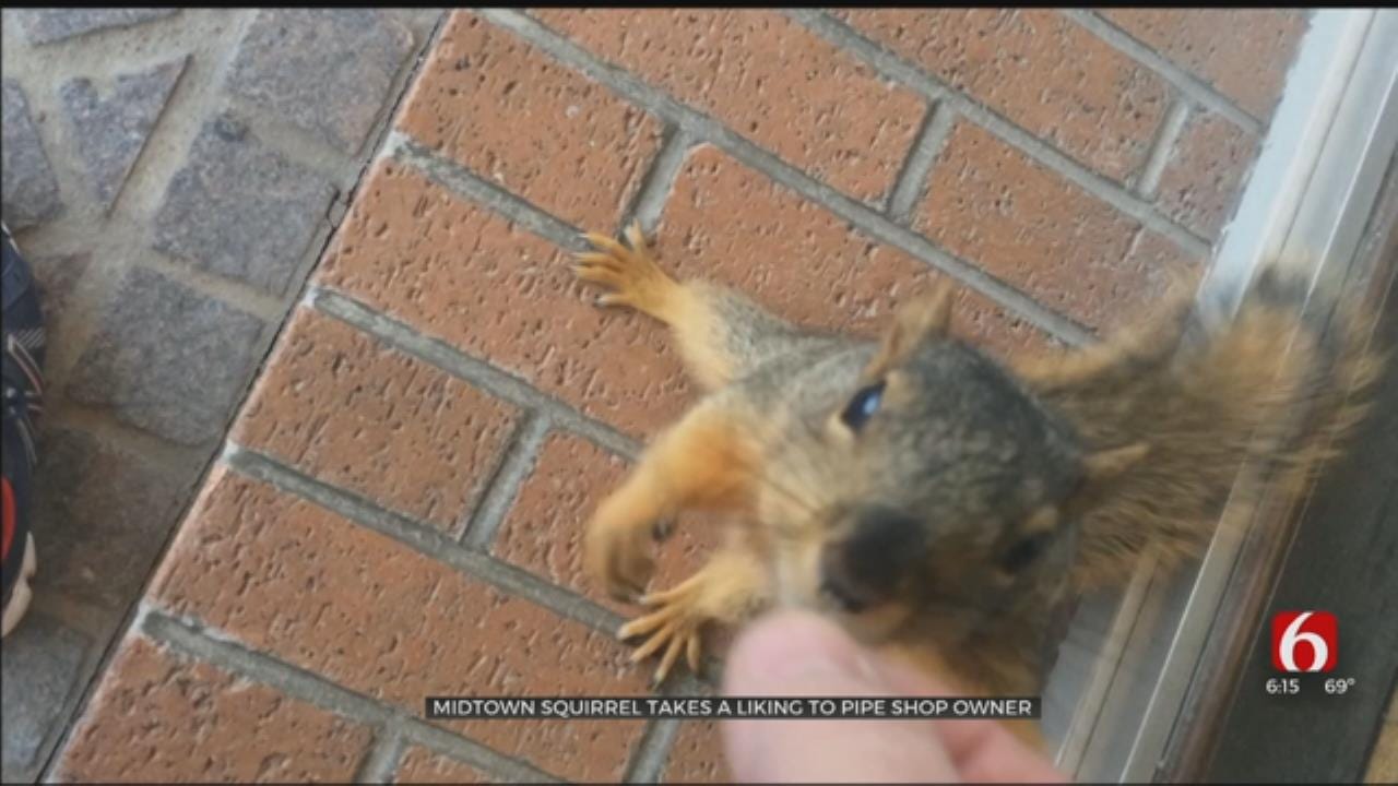 Squirrel Takes A Liking To Tulsa Pipe Shop Owner