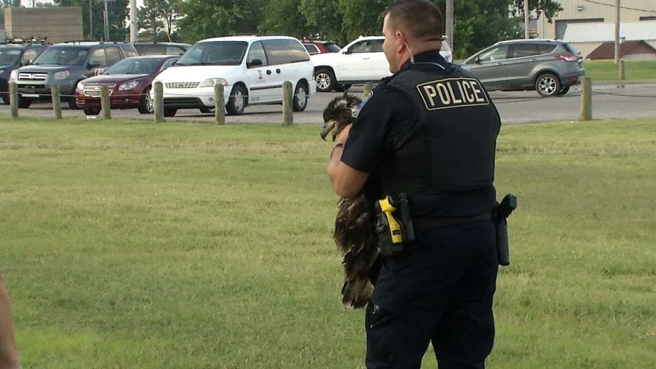 WEB EXTRA: Bald Eagle Released To Wild In Tulsa