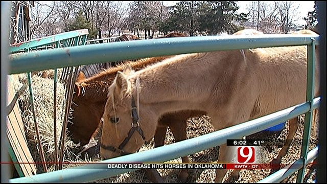 Drought Distemper On The Rise In Oklahoma Horses