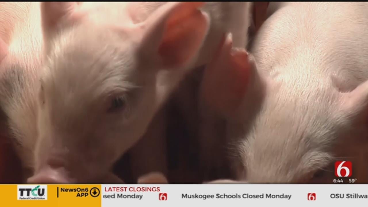 China’s Pig Disease Outbreak Pushes Up Global Pork Prices