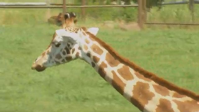 Tulsa Zoo Announces Death Of Sam The Giraffe