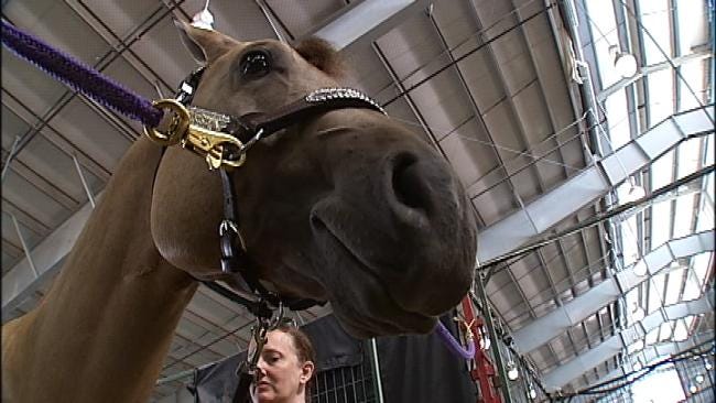 Precautions Taken For Tulsa Horse Show In Heat Wave
