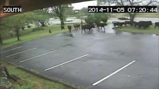 WEB EXTRA: Security Video From Windle's Rock & Jewelry In Bartlesville Of Cattle Running Away From Crash