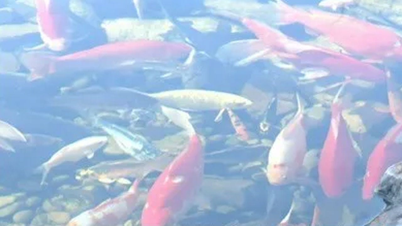 Koi, Goldfish Found In Bricktown Canal During Cleanup