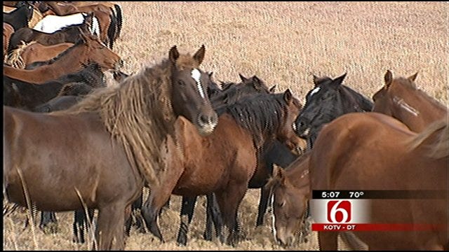 Osage County Ranch Home To Oklahoma's Wild Horses