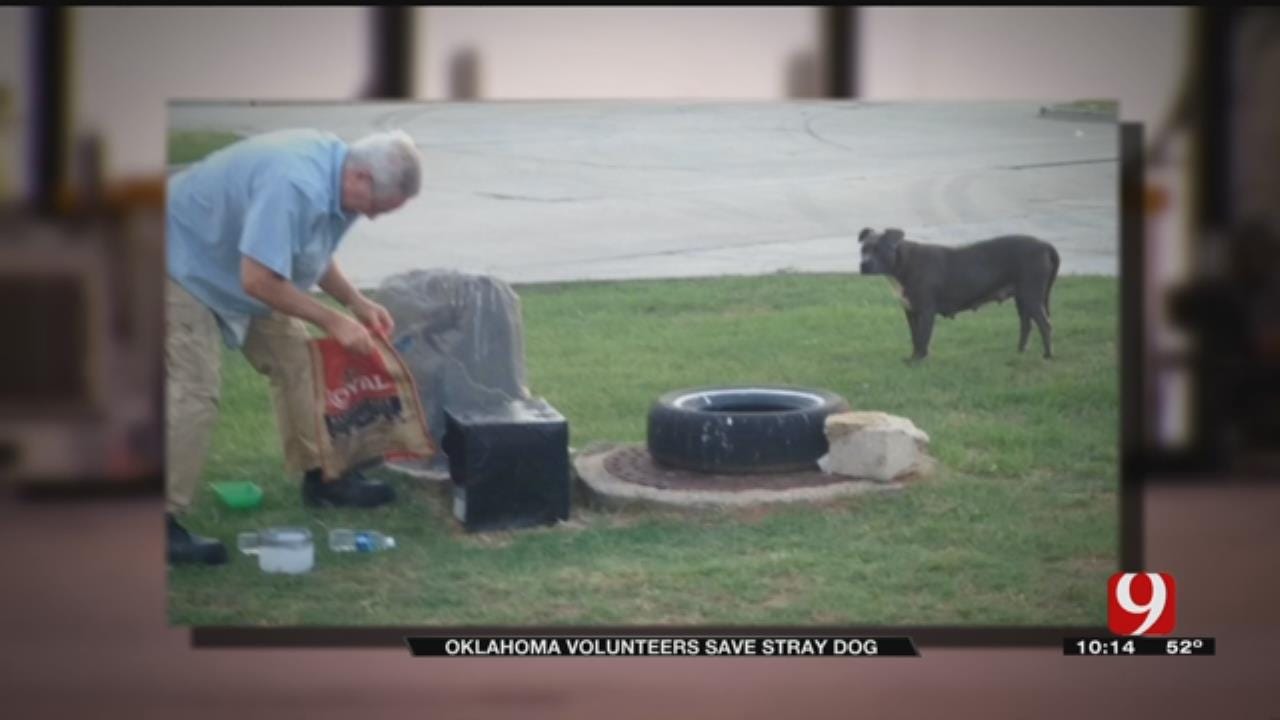 Oklahoma Volunteers Save Stray Dog