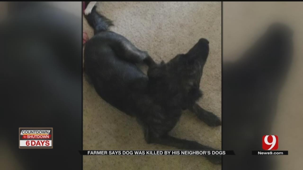Farmer Says Dog Was Attacked, Killed By Neighbor's Dogs Near Wellston