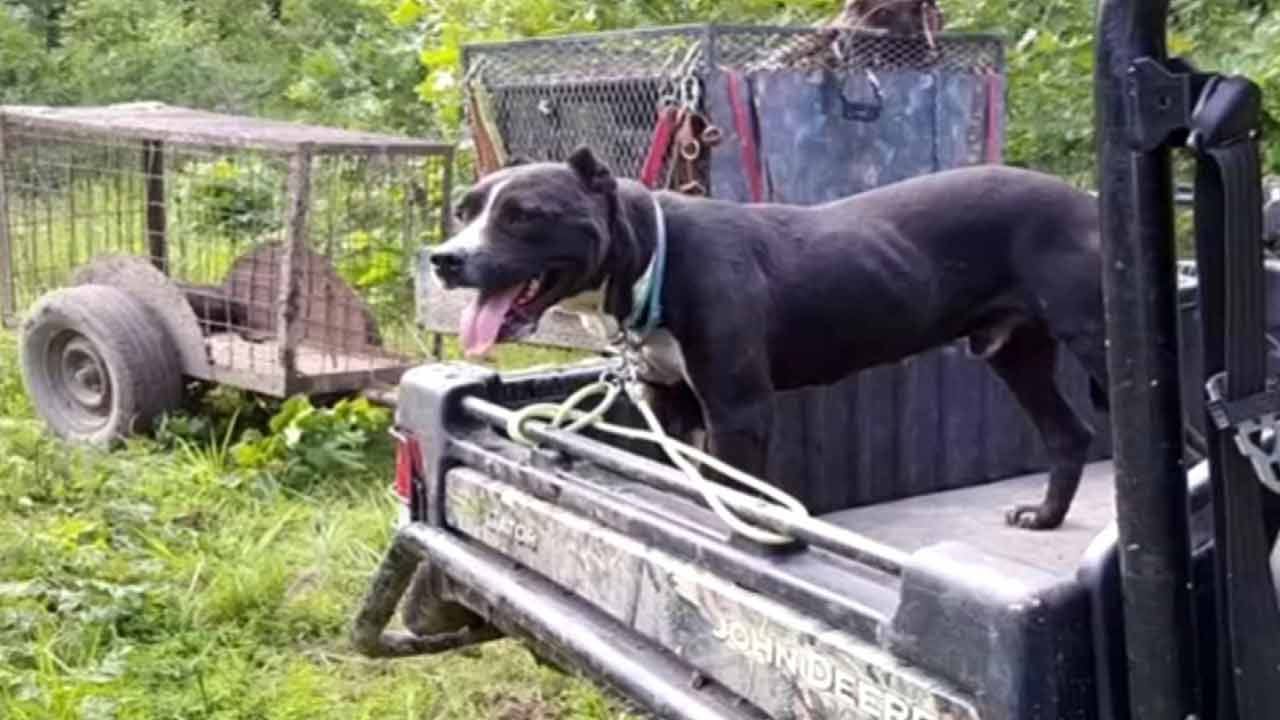 Pittsburg County Family Says Deputies Killed Pitbull Unnecessarily