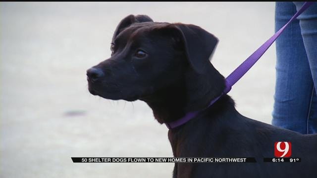 Groups Help Shelter Dogs Find Forever Homes