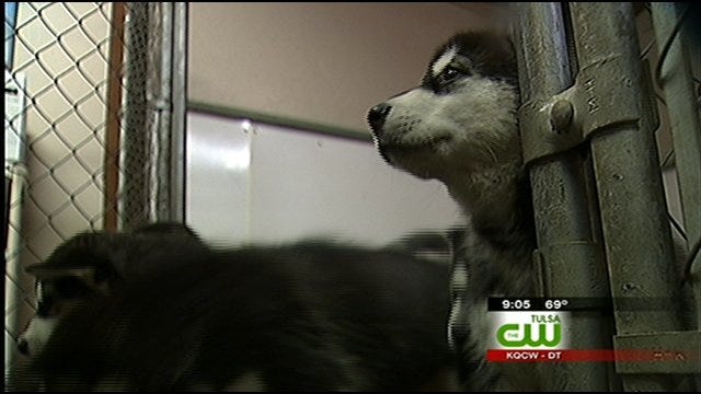Oklahoma Dog, Cat Breeders Face Tougher Rules