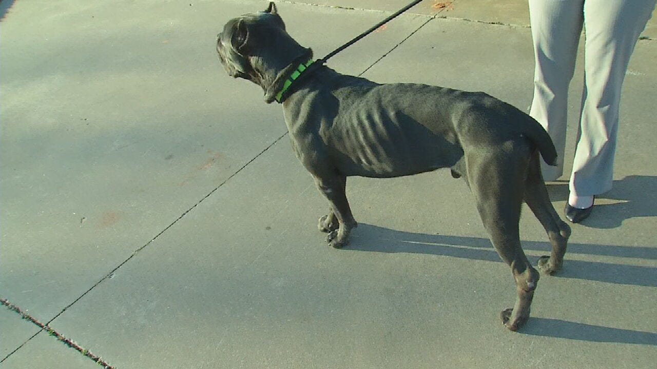 Outraged Mother Claims OKC Animal Services Neglected Her Dog