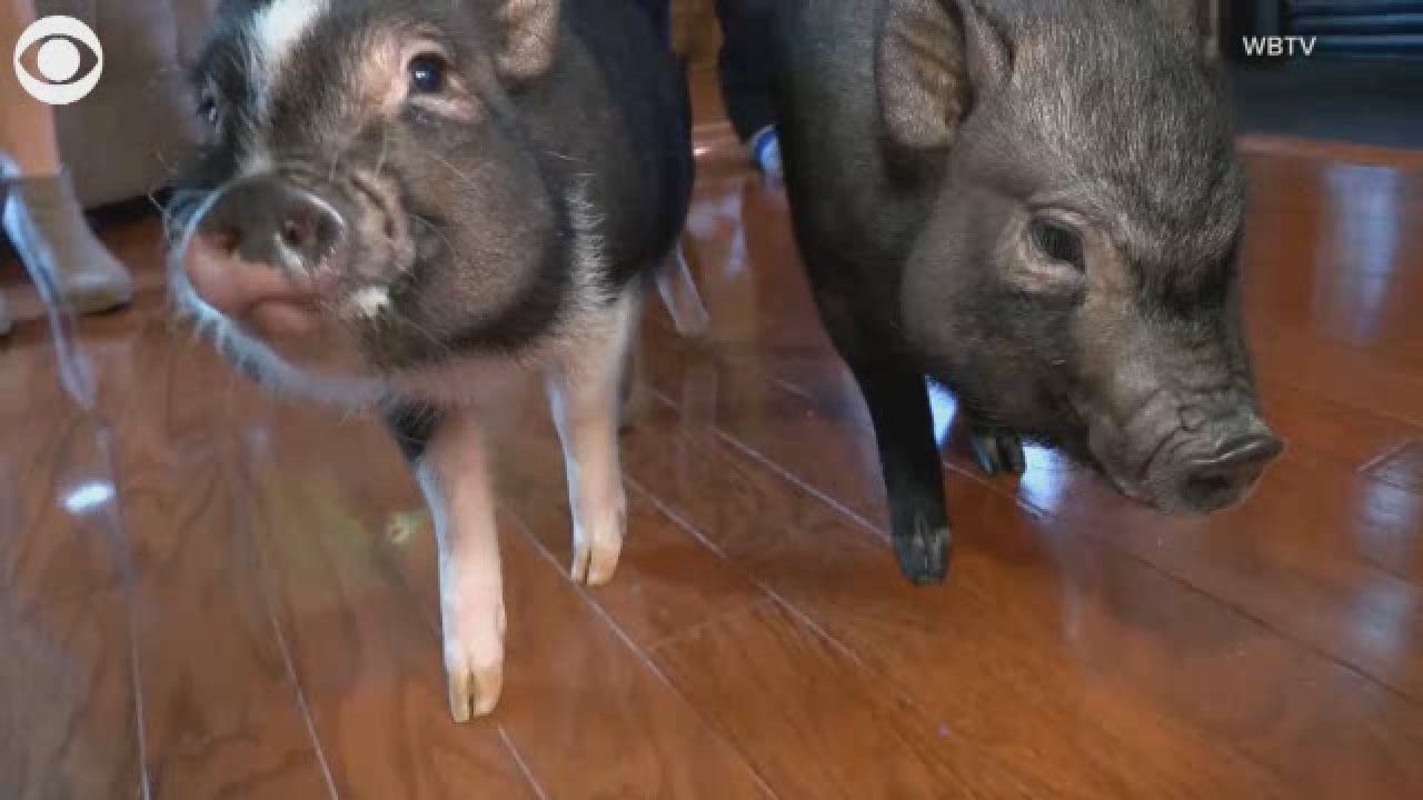 Officer Creates 'Bacon Response Team,' A Pair Of Therapy Pigs