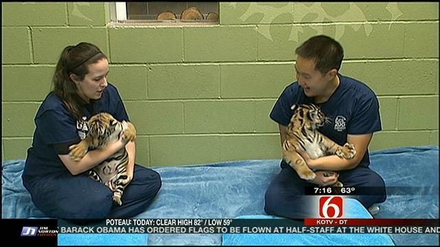 Tulsa Zoo Vet Gives Tiger Cub Berani Update