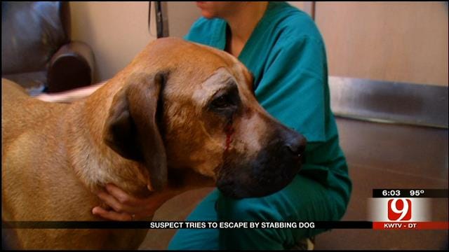 GRAPHIC: Dog Stabbed In Face Trying To Protect Property In OKC