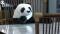 WATCH: Toy Pandas Helping Diners With Social Distancing 