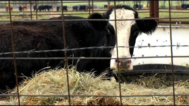 McIntosh County Rancher Under Investigation After Cattle Found Starving