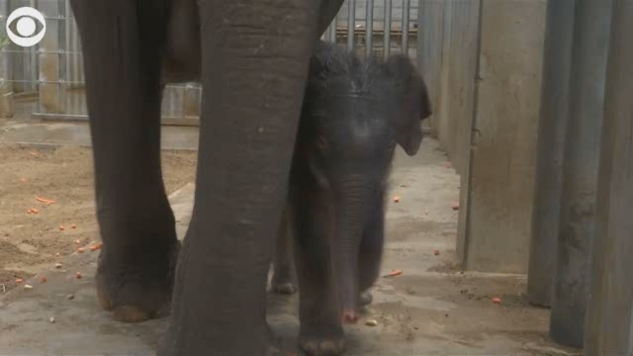 Asian Elephant Born