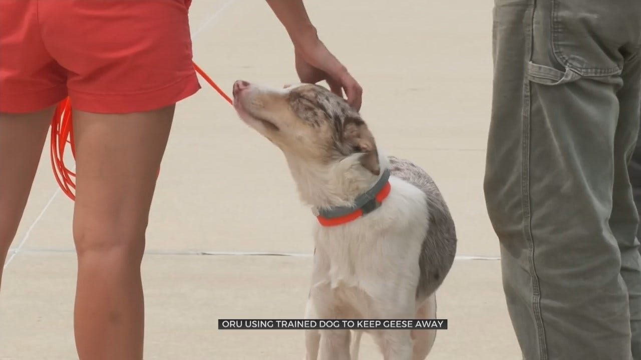 Trained Goose Dog Eliminates Stress For ORU Students