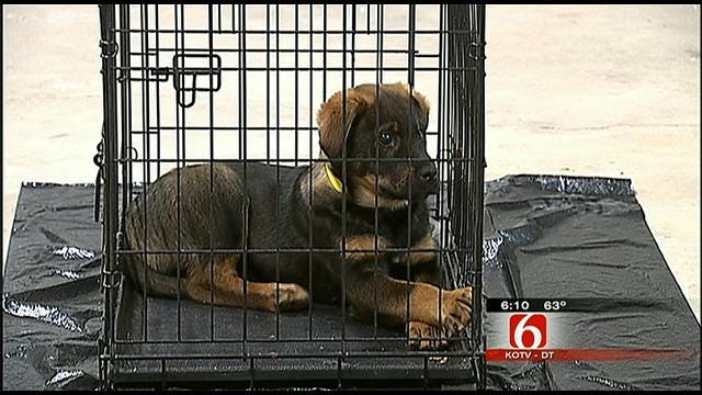 Homeless Tulsa Dogs Headed To Colorado To Be Adopted
