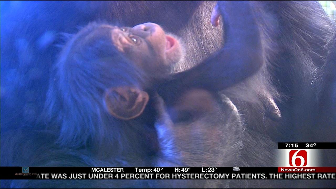 Wild Wednesday: Close Up With Tulsa Zoo's Newest Chimpanzee