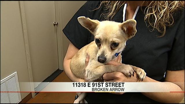 Chihuahua Hit By Car, Left For Dead Now In Recovery And Looking For Good Home