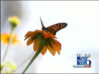 Monarch Butterflies Fill Tulsa Woman's Backyard