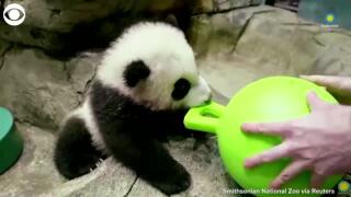 Watch Baby Panda Plays Snacks During His Virtual Debut