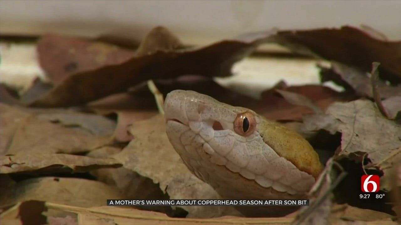 Oklahoma Mother Warns Others After Son Suffers Snake Bite