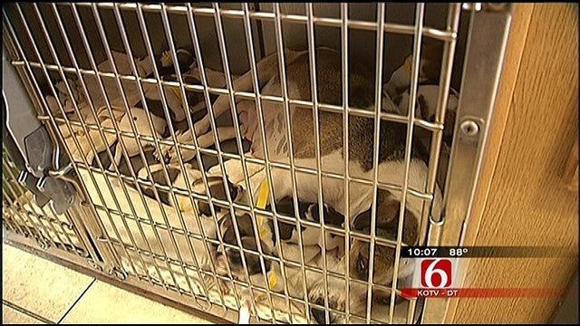 Tulsa Humane Society Rescues Nearly 30 Dogs From Indiana Hoarder