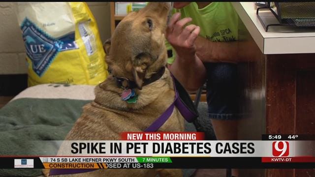 More Pets Diagnosed With Diabetes; How To Prevent It?