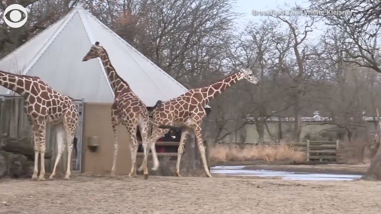 Watch: Giraffes Enjoy Warm Weather