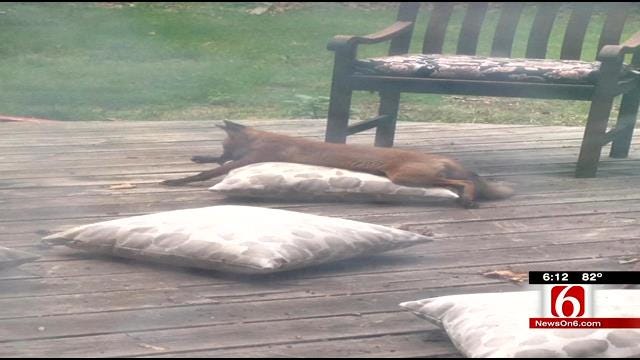 Fox Family Makes Home In Tulsa Woman's Backyard