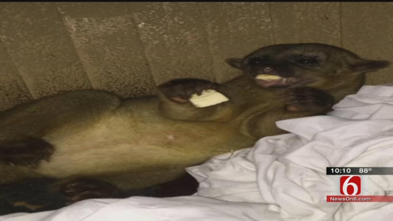 Missing Kinkajou Returns To Rogers County Rescue Ranch