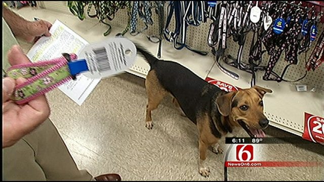 Radar The Weather Dog Goes Shopping For Foster Pup