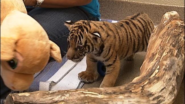 Wild Wednesday: Tiger Cub Berani