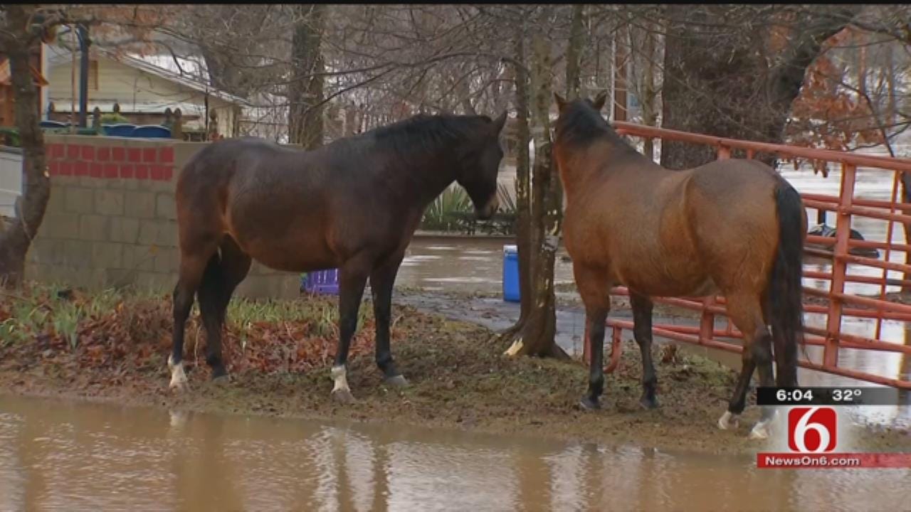 Rising Illinois River Strands Horses On 'Island'
