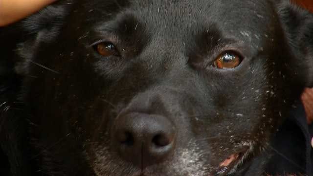 Molly, An Oklahoma Dog No One Wanted Now Has A Home With A Purpose