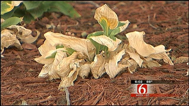 Bone-Dry Oklahoma Landscape Taking Its Toll