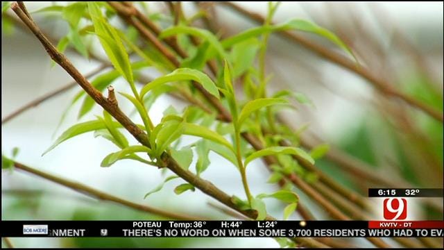 Home And Garden Show: Restore Ice-Damaged Trees