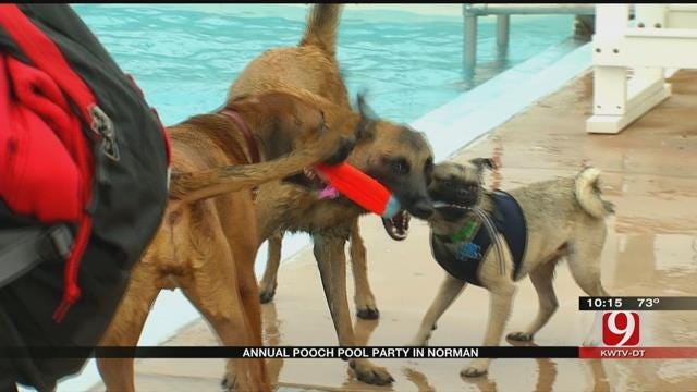 Dogs Play At Norman Pool Party
