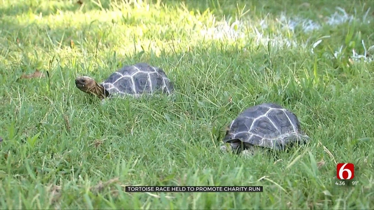 Baby Tortoises Race At The Tulsa Zoo